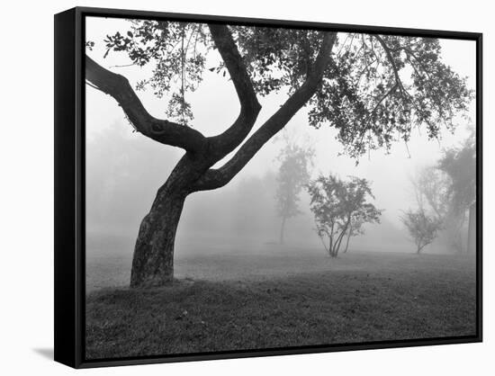 Morning Mist, Farmington Hills, Michigan 82-Monte Nagler-Framed Stretched Canvas