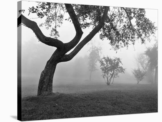 Morning Mist, Farmington Hills, Michigan 82-Monte Nagler-Stretched Canvas