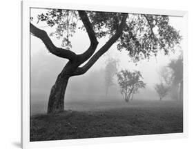 Morning Mist, Farmington Hills, Michigan 82-Monte Nagler-Framed Photographic Print