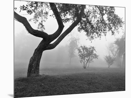 Morning Mist, Farmington Hills, Michigan 82-Monte Nagler-Mounted Photographic Print