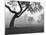 Morning Mist, Farmington Hills, Michigan 82-Monte Nagler-Mounted Photographic Print