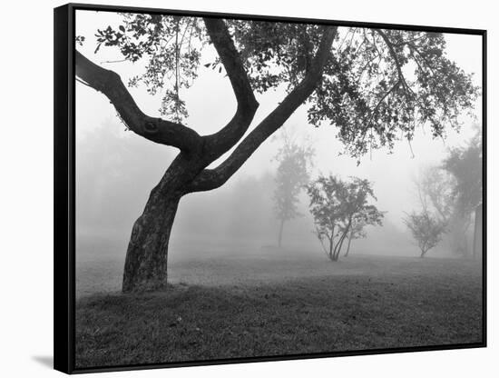 Morning Mist, Farmington Hills, Michigan 82-Monte Nagler-Framed Stretched Canvas