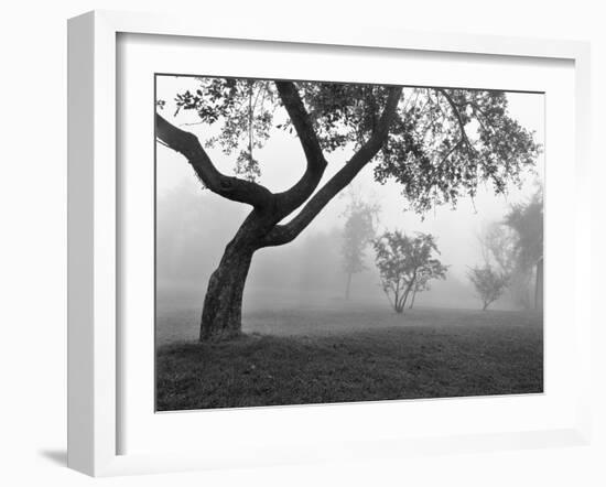 Morning Mist, Farmington Hills, Michigan 82-Monte Nagler-Framed Photographic Print