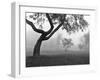 Morning Mist, Farmington Hills, Michigan 82-Monte Nagler-Framed Photographic Print
