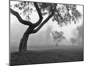 Morning Mist, Farmington Hills, Michigan 82-Monte Nagler-Mounted Photographic Print