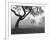 Morning Mist, Farmington Hills, Michigan 82-Monte Nagler-Framed Photographic Print