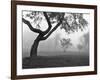 Morning Mist, Farmington Hills, Michigan 82-Monte Nagler-Framed Photographic Print