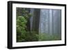 Morning Mist in the Grove-Vincent James-Framed Photographic Print