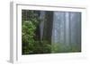 Morning Mist in the Grove-Vincent James-Framed Photographic Print