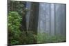 Morning Mist in the Grove-Vincent James-Mounted Photographic Print