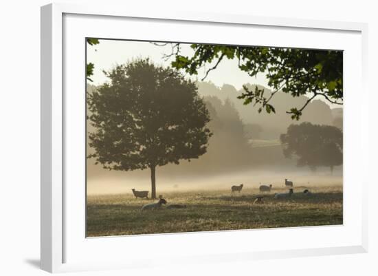 Morning Mist, Sheep Feeding, Eden Valley, Cumbria, England, United Kingdom, Europe-James Emmerson-Framed Photographic Print