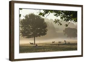 Morning Mist, Sheep Feeding, Eden Valley, Cumbria, England, United Kingdom, Europe-James Emmerson-Framed Photographic Print