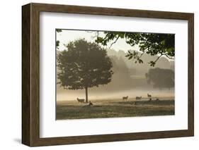 Morning Mist, Sheep Feeding, Eden Valley, Cumbria, England, United Kingdom, Europe-James Emmerson-Framed Photographic Print