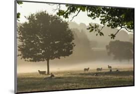 Morning Mist, Sheep Feeding, Eden Valley, Cumbria, England, United Kingdom, Europe-James Emmerson-Mounted Photographic Print