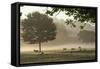 Morning Mist, Sheep Feeding, Eden Valley, Cumbria, England, United Kingdom, Europe-James Emmerson-Framed Stretched Canvas