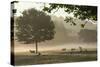 Morning Mist, Sheep Feeding, Eden Valley, Cumbria, England, United Kingdom, Europe-James Emmerson-Stretched Canvas