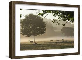 Morning Mist, Sheep Feeding, Eden Valley, Cumbria, England, United Kingdom, Europe-James Emmerson-Framed Photographic Print