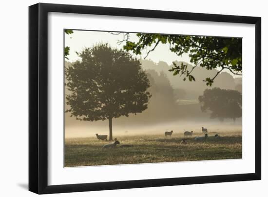 Morning Mist, Sheep Feeding, Eden Valley, Cumbria, England, United Kingdom, Europe-James Emmerson-Framed Photographic Print