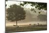 Morning Mist, Sheep Feeding, Eden Valley, Cumbria, England, United Kingdom, Europe-James Emmerson-Mounted Photographic Print