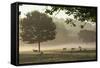 Morning Mist, Sheep Feeding, Eden Valley, Cumbria, England, United Kingdom, Europe-James Emmerson-Framed Stretched Canvas