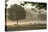 Morning Mist, Sheep Feeding, Eden Valley, Cumbria, England, United Kingdom, Europe-James Emmerson-Stretched Canvas