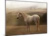 Morning Mist-Sally Linden-Mounted Photographic Print