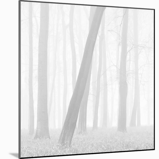 Morning Mists I-Doug Chinnery-Mounted Photographic Print