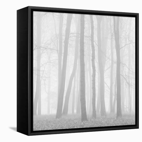 Morning Mists II-Doug Chinnery-Framed Stretched Canvas