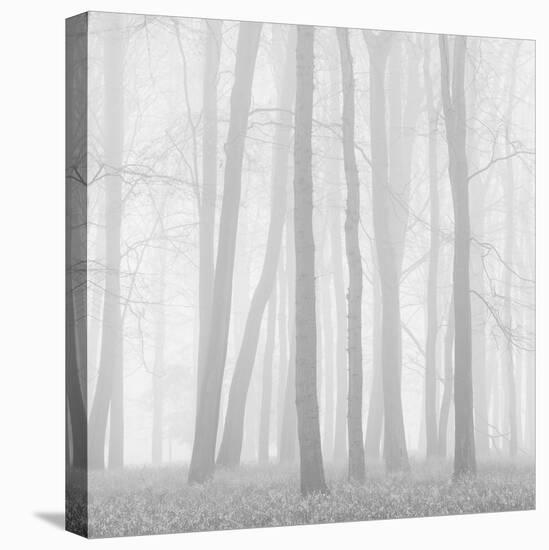 Morning Mists II-Doug Chinnery-Stretched Canvas