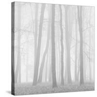 Morning Mists II-Doug Chinnery-Stretched Canvas