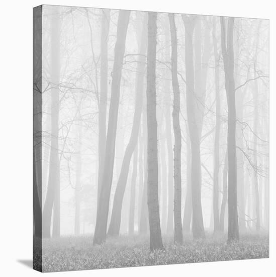 Morning Mists II-Doug Chinnery-Stretched Canvas