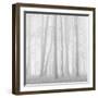 Morning Mists II-Doug Chinnery-Framed Premium Photographic Print