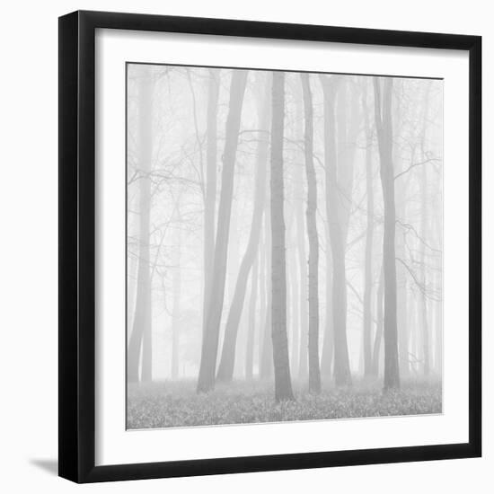 Morning Mists II-Doug Chinnery-Framed Premium Photographic Print