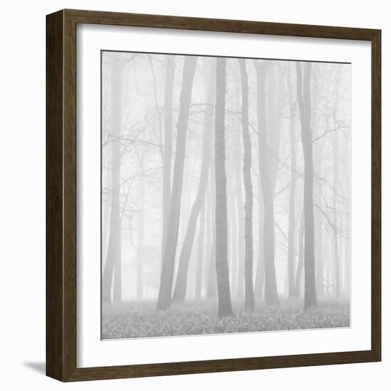 Morning Mists II-Doug Chinnery-Framed Photographic Print