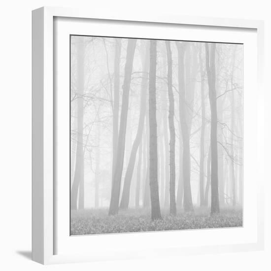 Morning Mists II-Doug Chinnery-Framed Photographic Print
