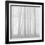 Morning Mists II-Doug Chinnery-Framed Photographic Print