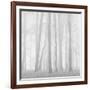 Morning Mists II-Doug Chinnery-Framed Photographic Print