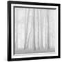 Morning Mists II-Doug Chinnery-Framed Photographic Print