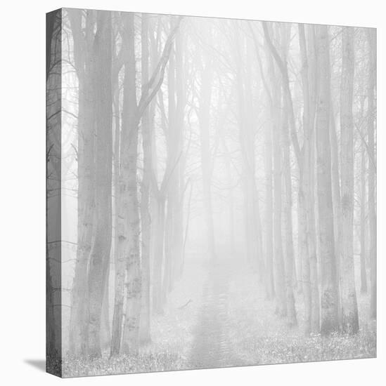Morning Mists IIi-Doug Chinnery-Stretched Canvas