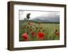 Morning Mood at Bonaduz, Canton of Grisons, Switzerland-Armin Mathis-Framed Photographic Print