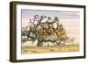 Morning Oak and Mist, Petaluma Trees, Sonoma County, Bay Area-Vincent James-Framed Photographic Print