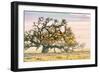 Morning Oak and Mist, Petaluma Trees, Sonoma County, Bay Area-Vincent James-Framed Photographic Print