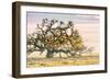 Morning Oak and Mist, Petaluma Trees, Sonoma County, Bay Area-Vincent James-Framed Premium Photographic Print