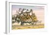 Morning Oak and Mist, Petaluma Trees, Sonoma County, Bay Area-Vincent James-Framed Premium Photographic Print