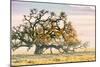 Morning Oak and Mist, Petaluma Trees, Sonoma County, Bay Area-Vincent James-Mounted Premium Photographic Print