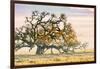 Morning Oak and Mist, Petaluma Trees, Sonoma County, Bay Area-Vincent James-Framed Photographic Print