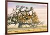 Morning Oak and Mist, Petaluma Trees, Sonoma County, Bay Area-Vincent James-Framed Photographic Print