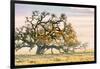 Morning Oak and Mist, Petaluma Trees, Sonoma County, Bay Area-Vincent James-Framed Photographic Print