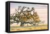 Morning Oak and Mist, Petaluma Trees, Sonoma County, Bay Area-Vincent James-Framed Stretched Canvas