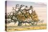 Morning Oak and Mist, Petaluma Trees, Sonoma County, Bay Area-Vincent James-Stretched Canvas